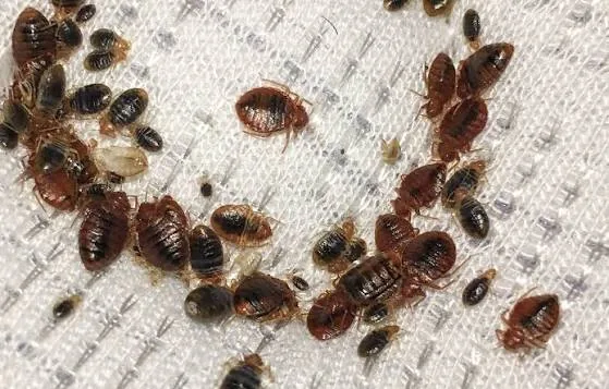 Chinches de cama, tratamiento en Asturias