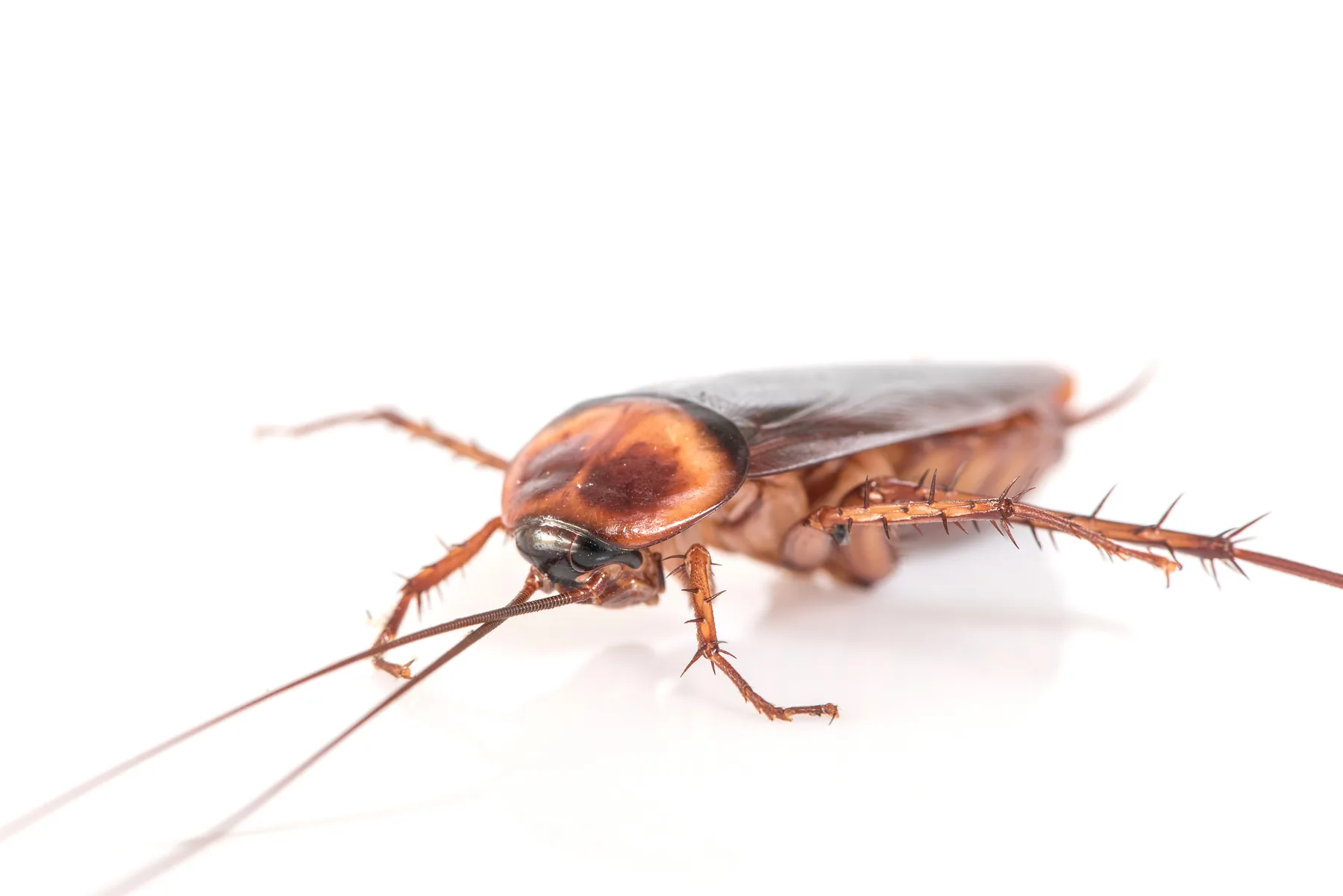 Cucaracha, desinsectación en Asturias