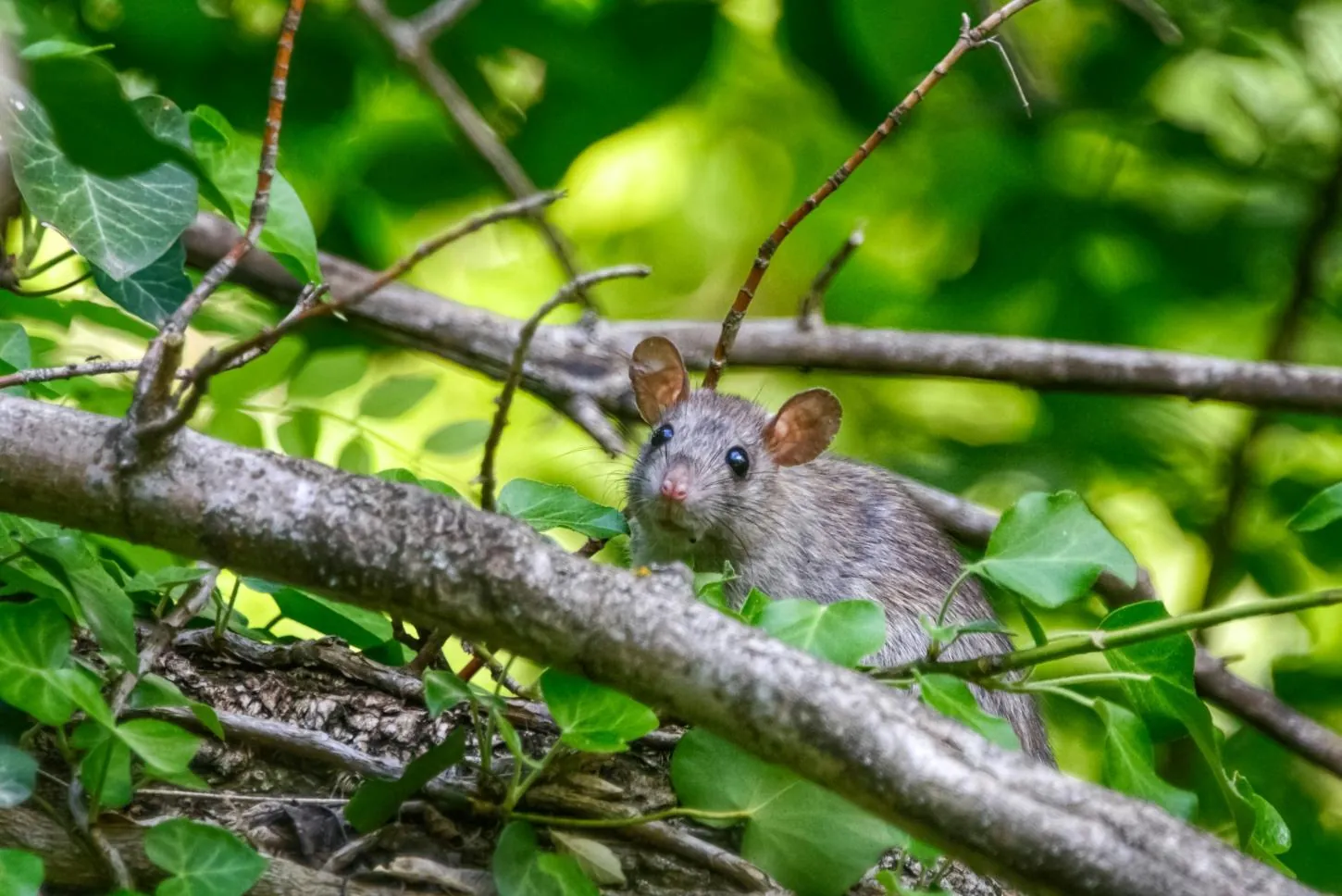 Rata gris, control de roedores en Asturias